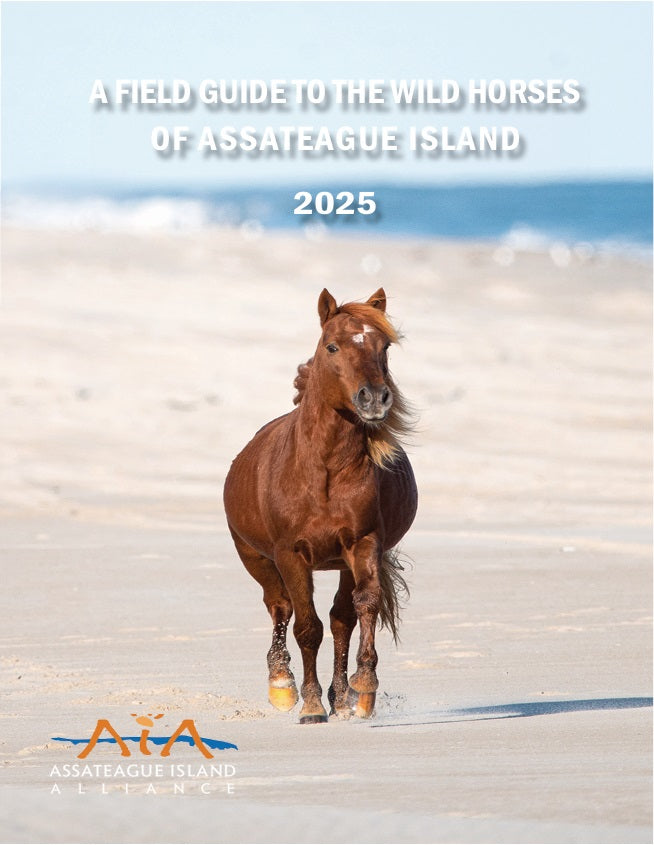 2025 Field Guide to the Wild Horses of Assateague Island