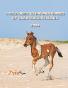 2024 Field Guide to the Wild Horses of Assateague Island