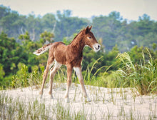 Load image into Gallery viewer, N9BM-JY 2026 Unnamed Foal of N9BM-J "Giggles"
