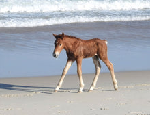 Load image into Gallery viewer, N9BM-JY 2026 Unnamed Foal of N9BM-J "Giggles"

