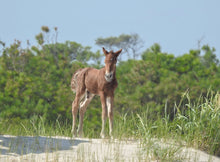 Load image into Gallery viewer, N9BM-JY 2026 Unnamed Foal of N9BM-J "Giggles"
