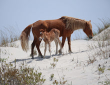 Load image into Gallery viewer, Unnamed Foal N9BM-JW
