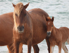 Load image into Gallery viewer, Unnamed Foal N6BMT-FW
