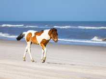 Load image into Gallery viewer, N2BHS-CKY 2026 Unnamed Foal of N2BHS-CK “Johnny’s Star”

