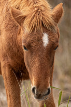 Load image into Gallery viewer, N2BHS-MU &quot;Maximus Murphy&quot;
