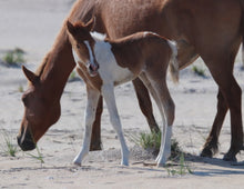 Load image into Gallery viewer, Unnamed Foal N2BHS-AIOW
