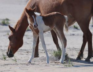 Unnamed Foal N2BHS-AIOW