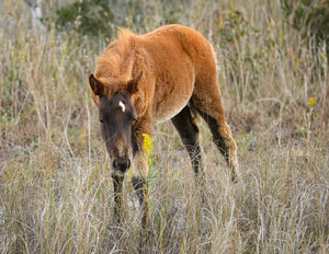 Unnamed Foal N2BHS-AIOTW