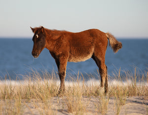 Unnamed Foal N2BHS-AIOTW