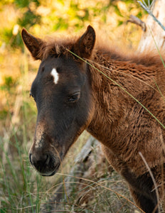 Unnamed Foal N2BHS-AIOTW