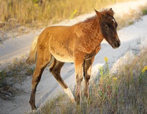 Unnamed Foal N2BHS-AIOTW