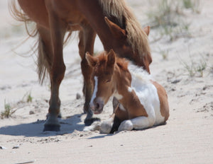 Unnamed Foal N2BHS-AIOW