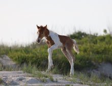 Load image into Gallery viewer, Unnamed Foal N2BHS-AIOW
