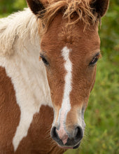 Load image into Gallery viewer, Unnamed Foal N2BHS-AIOW
