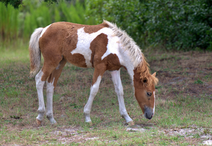 Name Those Foals RAFFLE - N2BHS-AIOW and N6BMT-FW