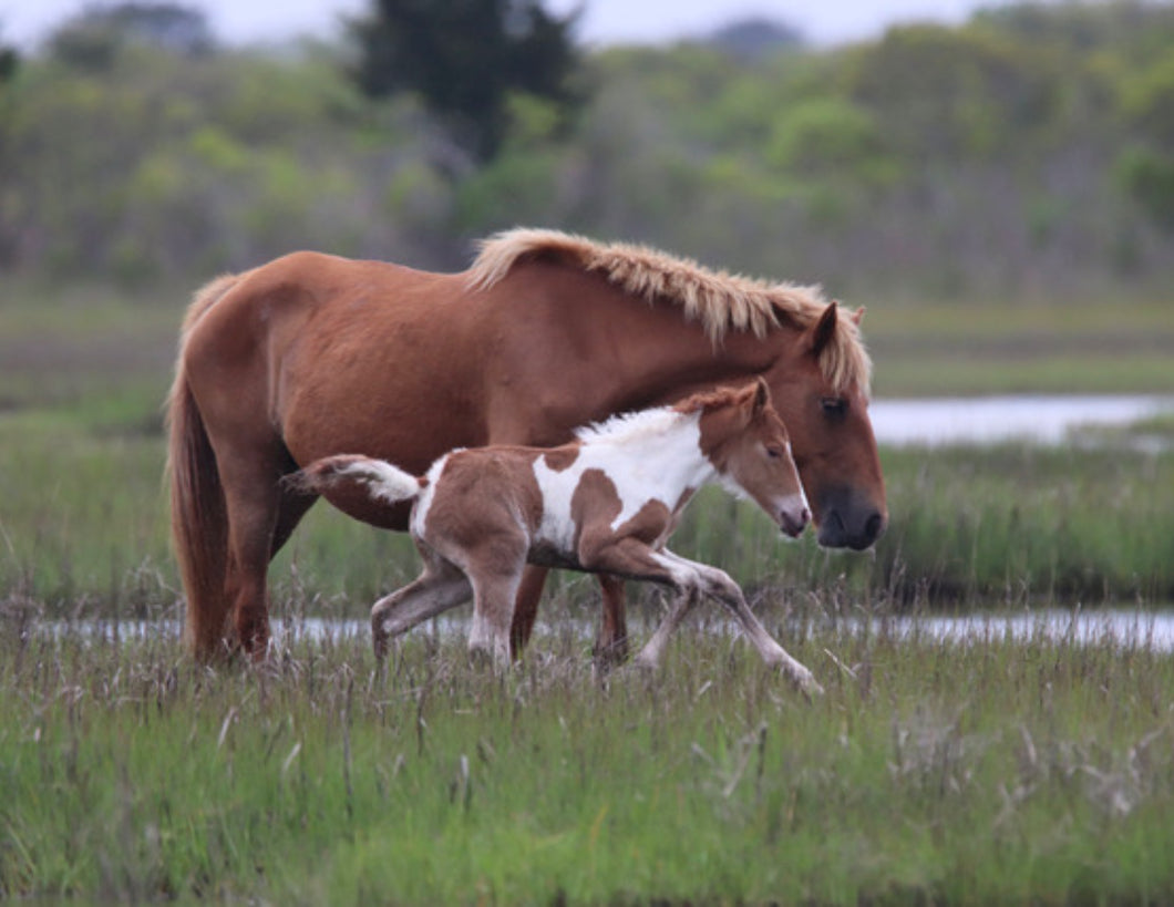 Unnamed Foal N2BHS-AIOW