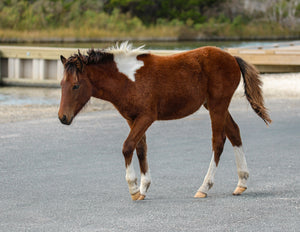 Unnamed Foal N2BHS-APW