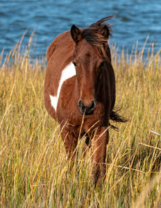 Unnamed Foal N2BHS-APW