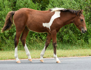 Unnamed Foal N2BHS-APW