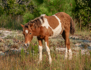 Unnamed Foal N2BHS-CKTW