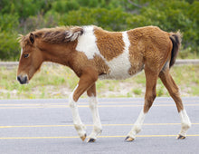 Load image into Gallery viewer, Unnamed Foal N2BHS-CKTW
