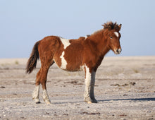 Load image into Gallery viewer, Unnamed Foal N2BHS-CKTW
