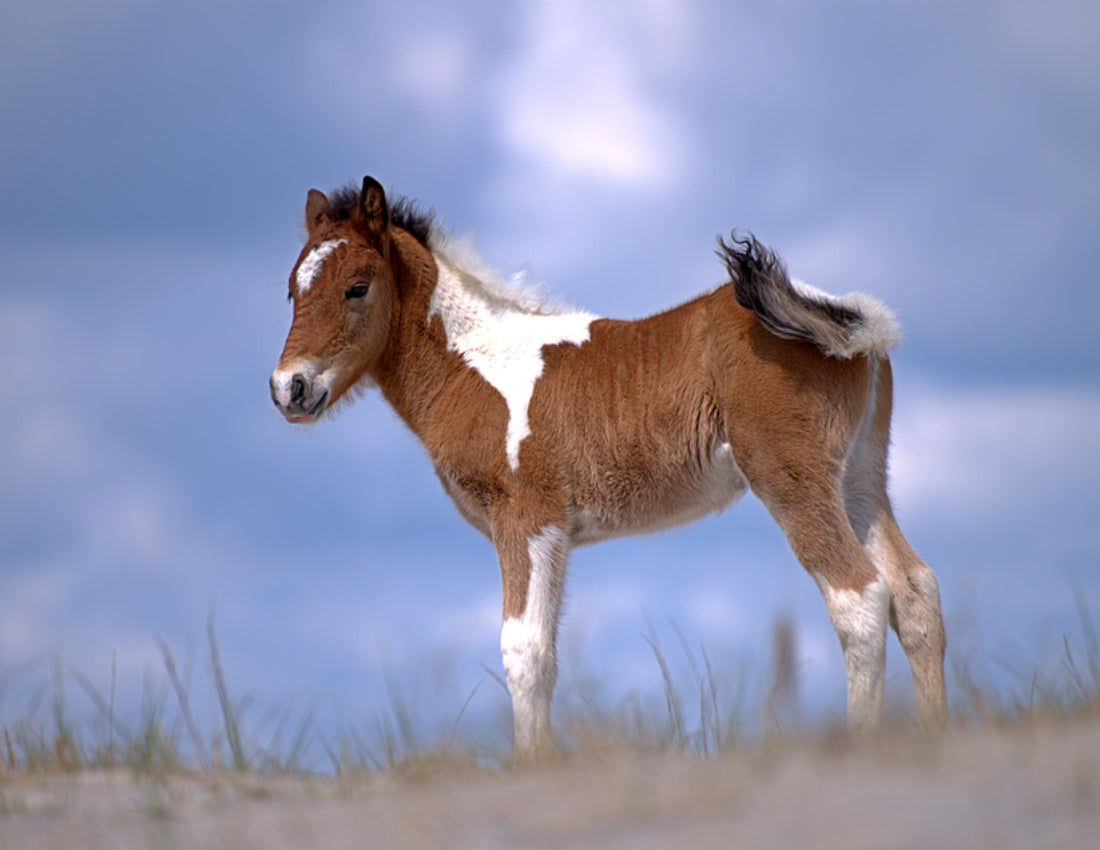 その他 Wild Ponies of Assateague  [DVD] [Import] Amazon.com: Wild Ponies Of Assateague Island : Mark