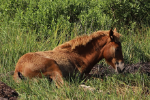 Load image into Gallery viewer, N2BHS-JQX "Perriwinkle Skye"
