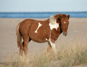 Name That Foal - Vote for N2BHS-JV's name