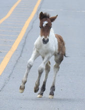 Load image into Gallery viewer, Unnamed Foal N2BHS-MW
