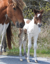 Load image into Gallery viewer, Unnamed Foal N2BHS-MW
