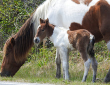 Load image into Gallery viewer, Unnamed Foal N2BHS-MW
