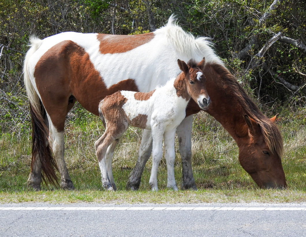 Unnamed Foal N2BHS-MW