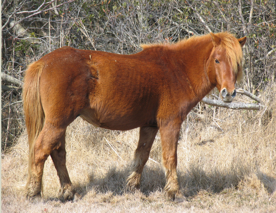 N4GM “Son of Speckles”