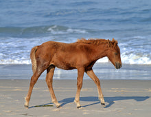 Load image into Gallery viewer, Unnamed Foal N6BMT-FW
