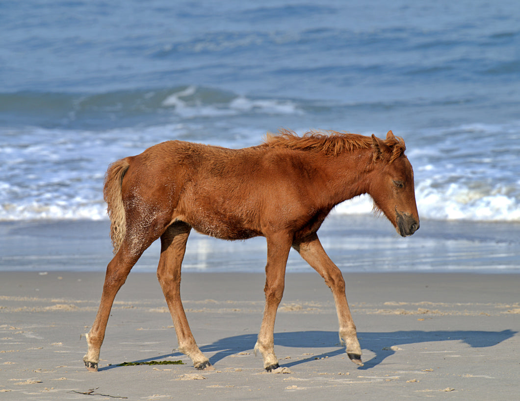 Unnamed Foal N6BMT-FW