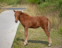 Load image into Gallery viewer, Unnamed Foal N6BMT-FW
