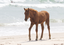 Load image into Gallery viewer, N6BMT-FW &quot;Assateague Ivy&quot;
