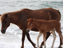 Load image into Gallery viewer, Unnamed Foal N6BMT-FW
