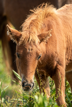 Load image into Gallery viewer, N6BMT-FW &quot;Assateague Ivy&quot;
