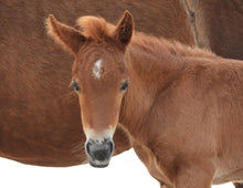 Load image into Gallery viewer, Unnamed Foal N6BMT-FW
