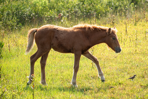 Name Those Foals RAFFLE - N2BHS-AIOW and N6BMT-FW