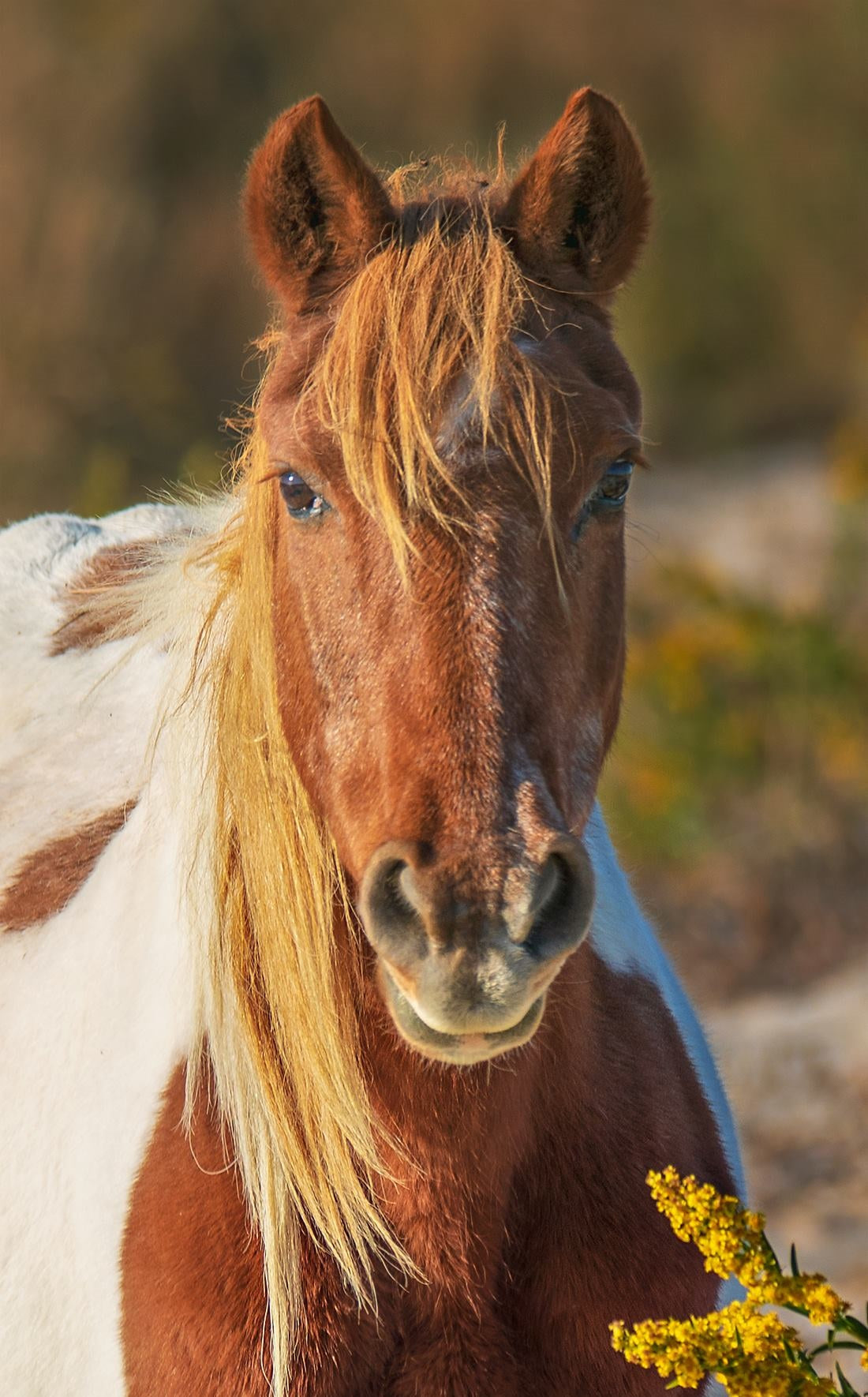 N6H – Assateague Island Alliance