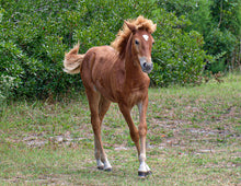 Load image into Gallery viewer, Unnamed Foal N9BM-JW
