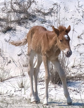 Load image into Gallery viewer, Unnamed Foal N9BM-JW
