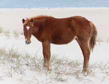 Load image into Gallery viewer, Unnamed Foal N9BM-JW
