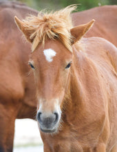 Load image into Gallery viewer, Unnamed Foal N9BM-JW
