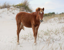 Load image into Gallery viewer, Unnamed Foal N9BM-JW
