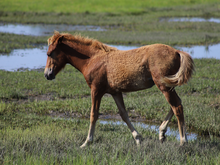 Load image into Gallery viewer, N2BHS-JQX "Perriwinkle Skye"
