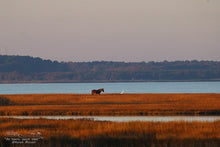Load image into Gallery viewer, Plein Air Painting the Assateague Back Country, with special Photography Sessions - DAY 2 - 11/2/24
